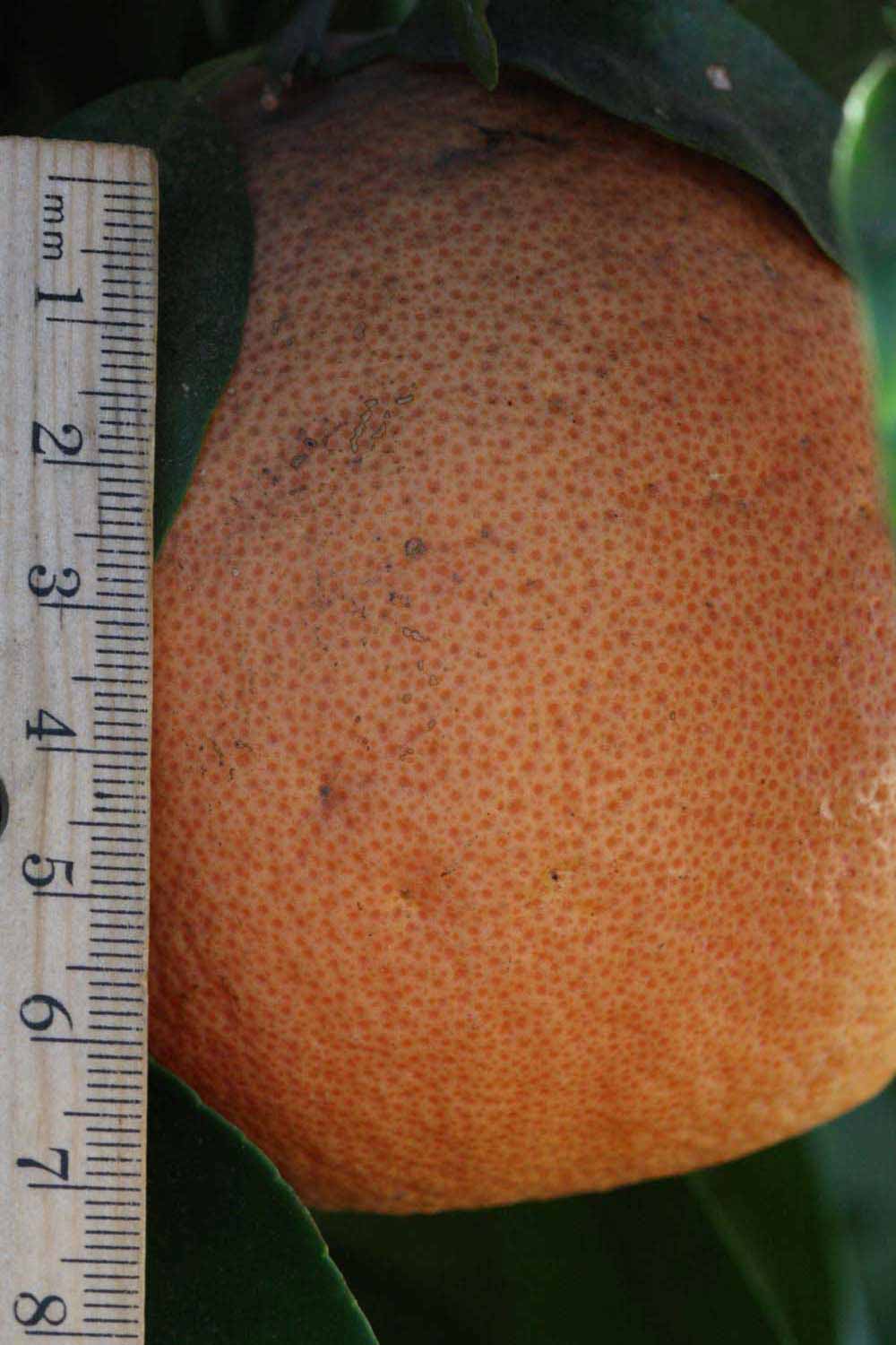              Fruit (Riverside, CA)       